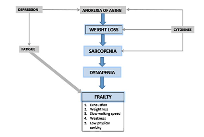 Figure 1: The Interrelationship Between Weight Loss and Frailty 